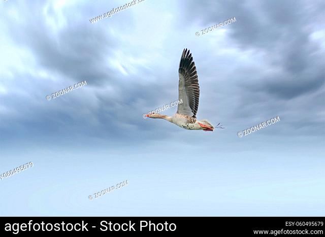 Detailed raw goose, Anser anser, in flight against blue sky