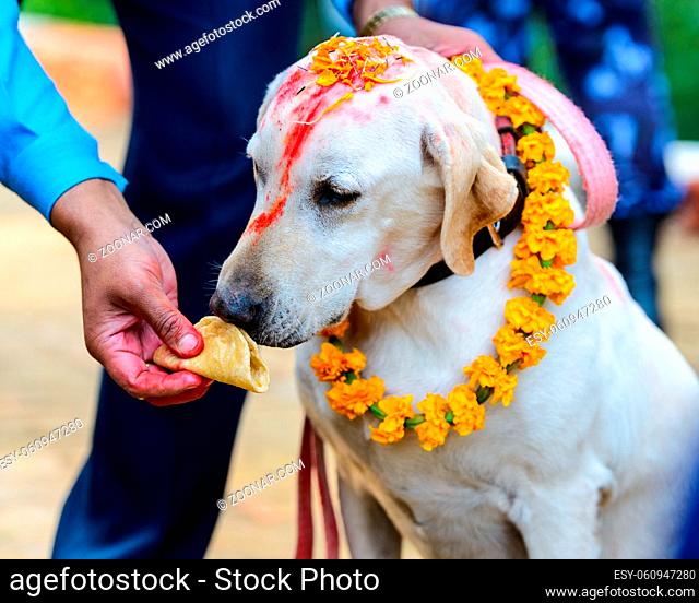 Celebrating Kukur Tihar festival in Kathmandu, Nepal. Labrador with red tika and marigold garland is being given a puri