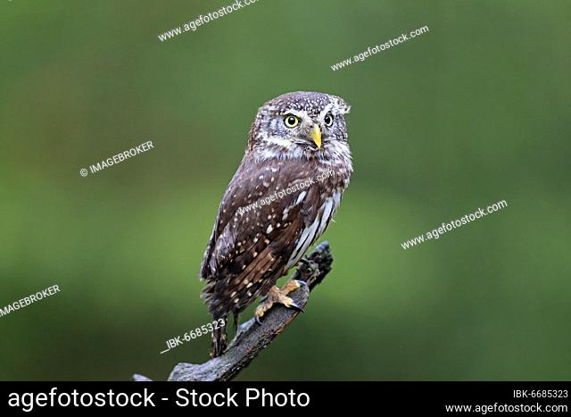 Pygmy owl (Glaucidium passerinum), adult, waiting, autumn, watchful, Bohemian Forest, Czech Republic, Europe