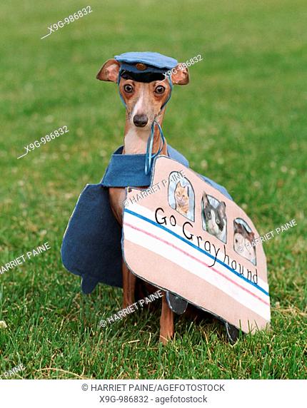 Italian Greyhound in a greyhound bus costume