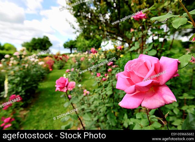 Image of a rose garden in the Marche region in Italy near Camerino