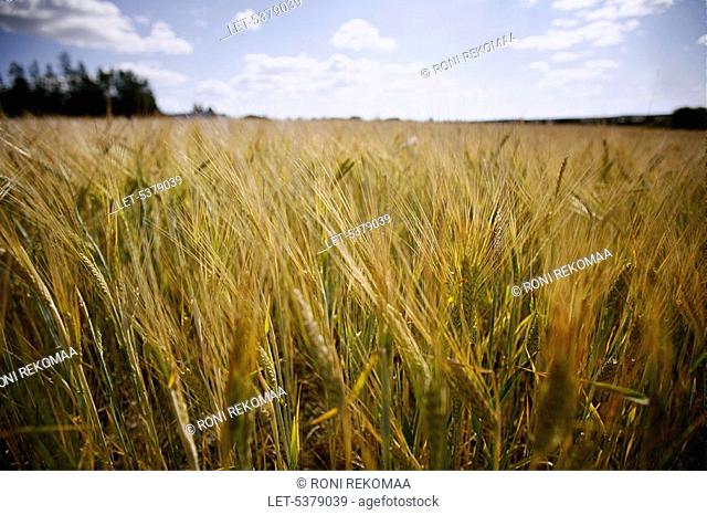 Barley field  Ilmajoki, Finland