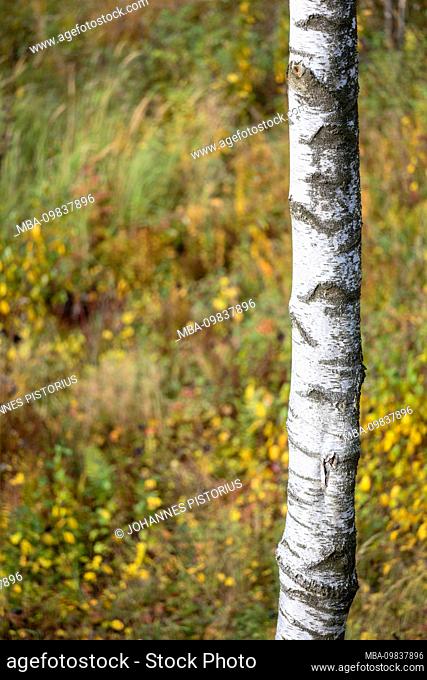 Europe, Denmark, Bornholm. Autumnal yellow in the Kodal, a small valley covered with birch trees in the Paradisbakkerne
