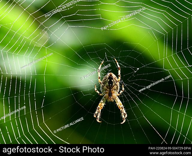 22 August 2022, Brandenburg, Trebbin: 22.08.2022, Trebbin. A garden cross spider (Araneus diadematus) lurks in its web for prey in the light of the morning sun...