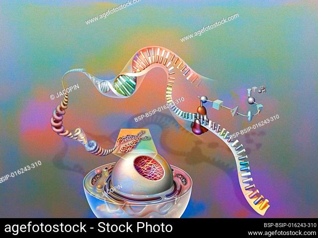Genes: nucleus of a cell with chromosome, chromatin, DNA helix, genes, ribosome, proteins