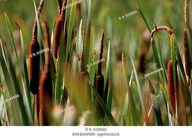 common cattail, broad-leaved cattail, broad-leaved cat's tail, great reedmace, bulrush (Typha latifolia), spadices, Germany