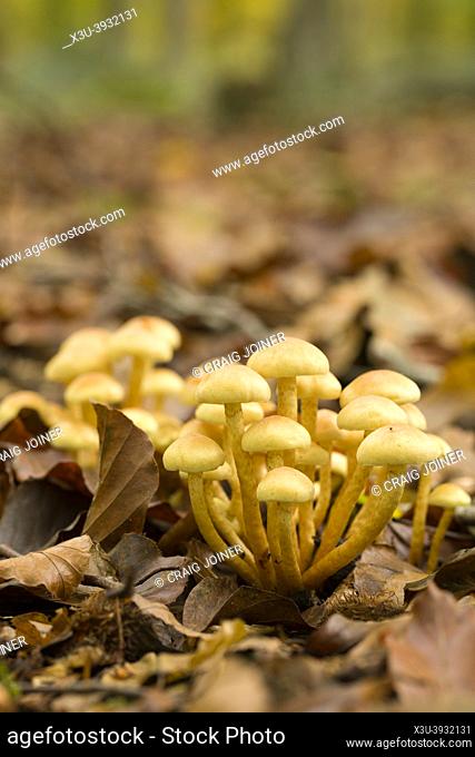 Sulphur Tuft (Hypholoma fasciculare) in the leaf litter of a beech woodland at Goblin Combe, North Somerset, England