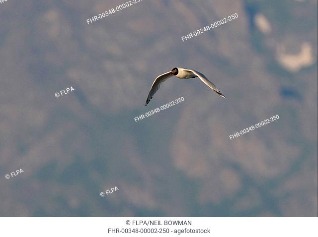 Relict Gull Ichthyaetus relictus adult, in flight, Lake Alakol, Kazakhstan, june