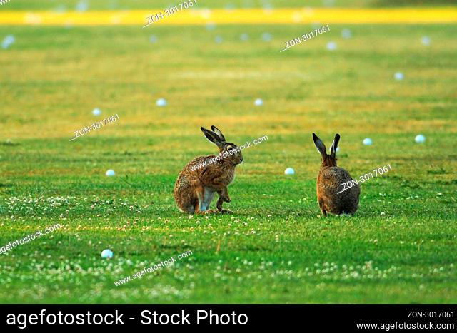Zwei Hasen auf einem Golfplatz am Niederrhein