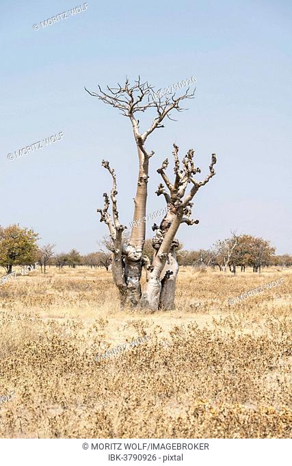 Moringa tree (Moringa ovalifolia), Fairytale Forest, Sprokieswood, Etosha National Park, Namibia