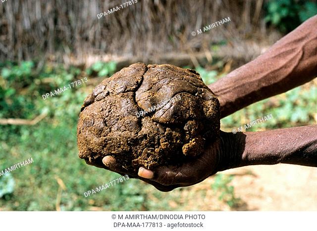 Cow Dung on Hands