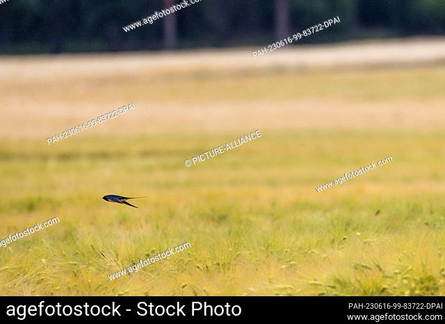 16 June 2023, Brandenburg, Leuthen: A barn swallow flies over a corn field. Photo: Frank Hammerschmidt/dpa. - Leuthen/Brandenburg/Germany