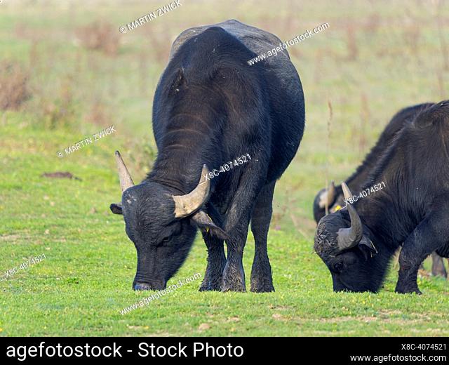 Water Buffalo (hungarian or pannonian water buffalo, Bubalus arnee) at the Hortobagy-halasto (fishponds) in the National Park Hortobagy
