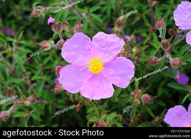 Pink rock-rose (Cistus creticus) is a shrub native to Mediterranean basin. Flower and leaves detail