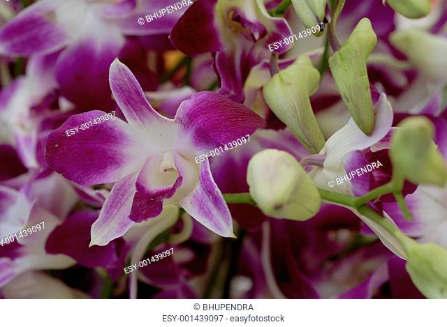 pink Orchid Flower Phalaenopsis