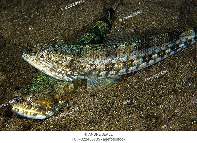 Clear fin Lizardfish Synodus dermatogenys Dumaguete, Negros Island, Philippines