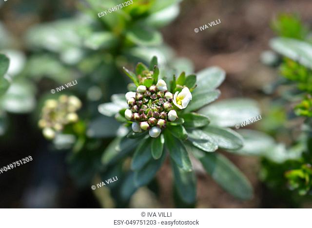 Evergreen candytuft Schneeflocke - Latin name - Iberis sempervirens Schneeflocke