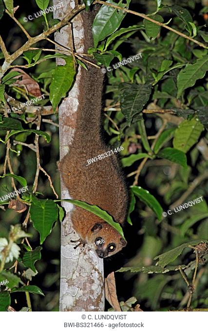 Greater dwarf lemur (Cheirogaleus major), sitting head down on tree trunk, Madagascar, Toamasina, Andasibe Mantadia National Park