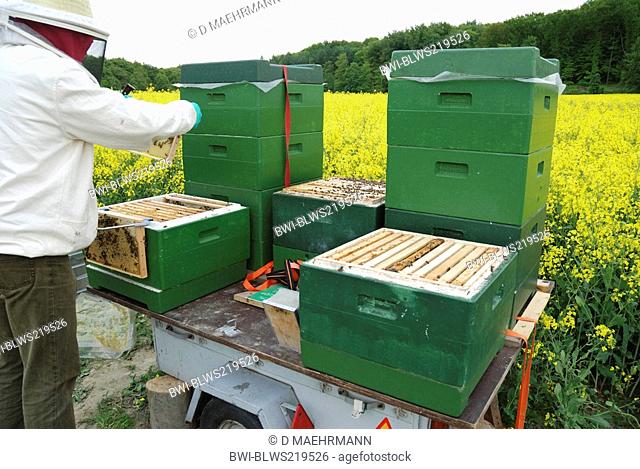 honey bee, hive bee Apis mellifera mellifera, beekeeper controlling beehives, Germany
