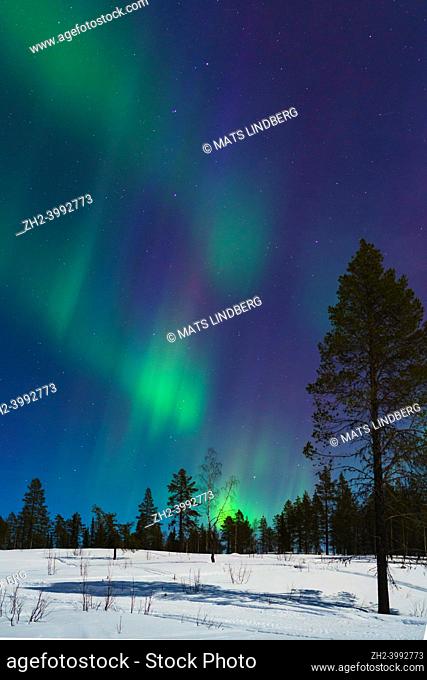 Northern light, aurora borealis in winter with snow, colorful with green and purple, among trees in the forest, Gällivare, Swedish Lapland, Sweden