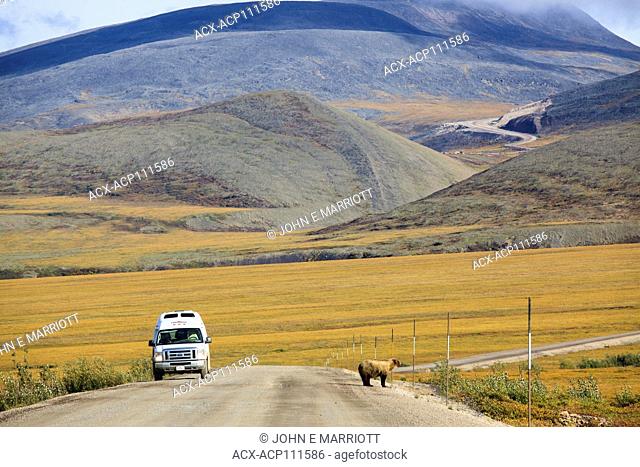 Camper van driving beside a Grizzly bear on a rural road, Yukon, Canada
