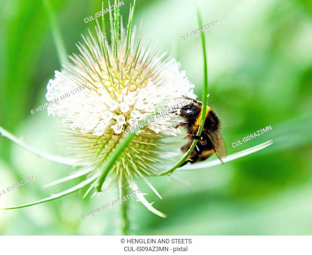Close up of bumblebee feeding on wildflower nectar