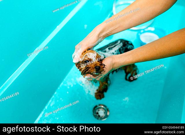 Female groomer washes cute dog in special bath, grooming salon. Woman with small pet prepares to cut off fur, groomed domestic animal