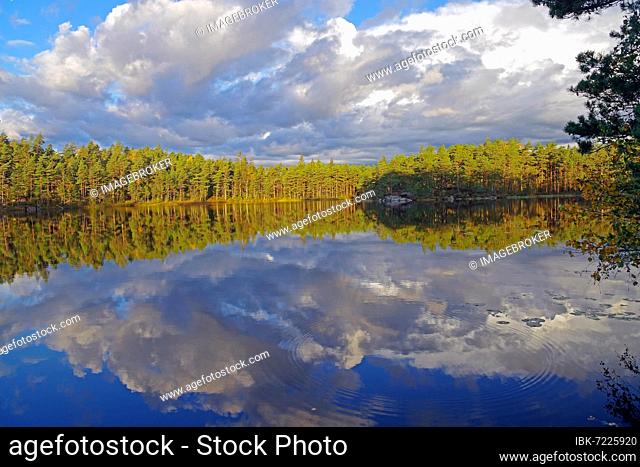 Trees reflected in the calm water of a lake, autumn, Bullaren, Bohuslän, Sweden, Europe