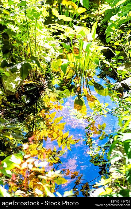 deep puddle with green shrub twigs reflected on water surface in overgrown forest clearing on sunny summer day