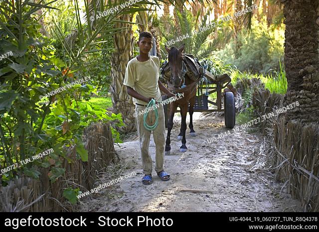 Young man leads horse and cart on palm tree lined track in private plantation Nefta oasis Tunisia