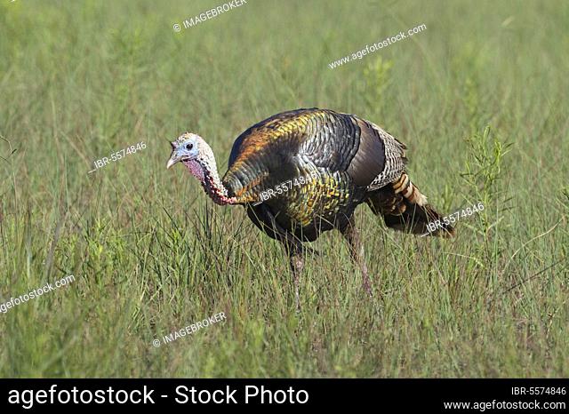 Bronze turkey, bronze turkey, bronze turkey, wild turkey, common turkeys (Meleagris gallopavo), chicken birds, animals, birds, wild turkey adult male