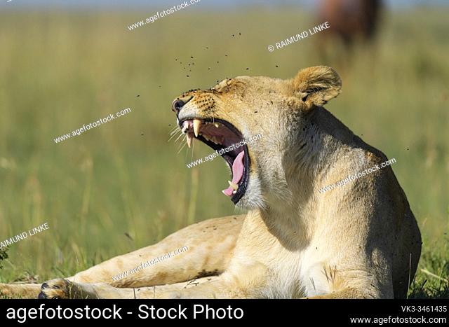 African lion, Panthera Leo, female yawning, Masai Mara National Reserve, Kenya, Africa