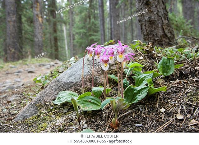 Calypso Orchid Calypso bulbosa flowering, growing in montane forest habitat, Rocky Mountains, British Columbia, Canada, june