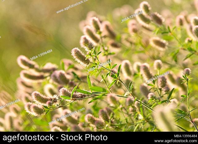 hare clover (trifolium arvense), inflorescences glow in the backlight