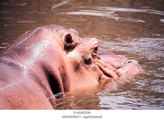 Wildlife, Hippopotamus, Africa