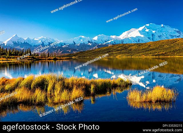 Mount Denali (McKinley) reflecting on the calm water of Wonder Lake with fall colored tundra and golden marsh grass under a vibrant blue sky; Denali National...