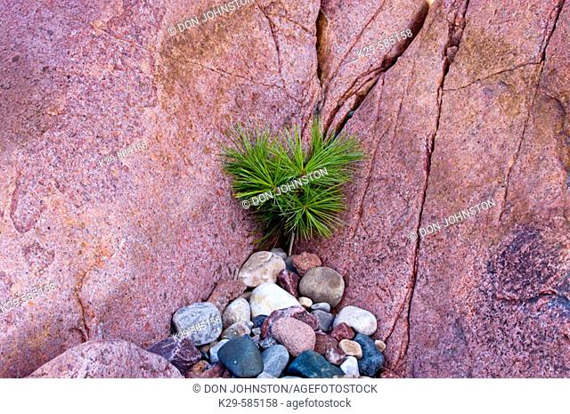 Canadian Shield rock plant community- White pine seedling (Pinus strobus) and lakeshore rocks on George Island. Killarney. Ontario