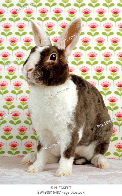 dwarf rabbit (Oryctolagus cuniculus f. domestica), Rex dwarf rabbit sitting in front of a flowered wallpaper