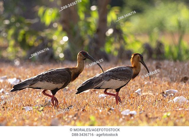 South America, Brazil, Mato Grosso, Pantanal area, Buff-necked Ibis (Theristicus caudatus)