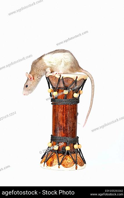 Rat and drum on an isolated studio background