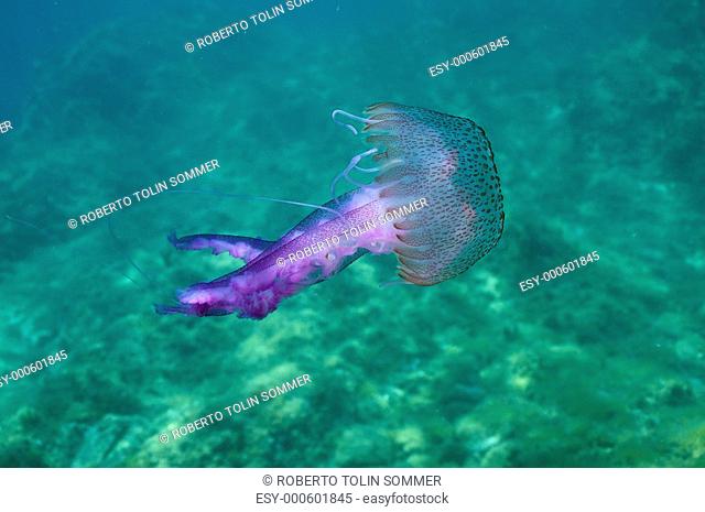 Jellyfish Pelagia noctiluca