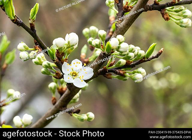 19 April 2023, Baden-Württemberg, Rottweil: Flowers hang on a mirabelle plum tree in a garden. Photo: Silas Stein/dpa. - Rottweil/Baden-Württemberg/Germany