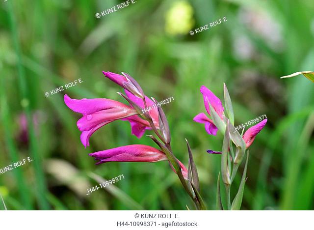 Wilde Gladiolus, Gladiolus illyricus