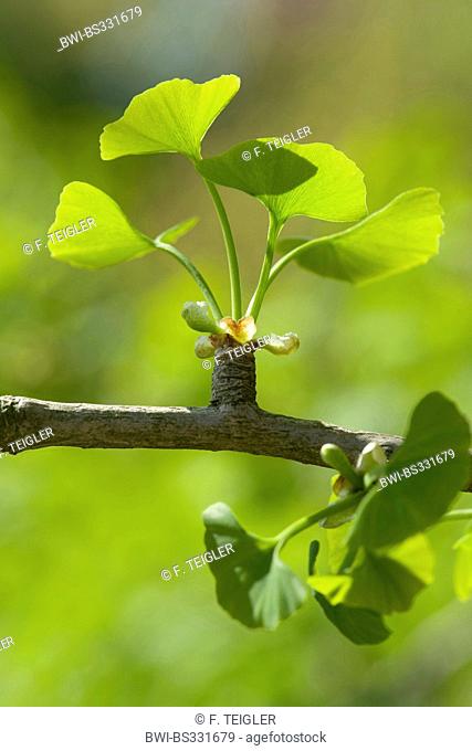 maidenhair tree, Ginkgo Tree, Gingko Tree, Ginko Tree (Ginkgo biloba), short shoot