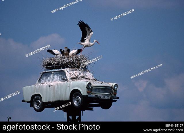 White Stork nest on Trabant, Neuruppin, Brandenburg (Ciconia ciconia), white stork nest on Trabant, animals, birds, birds, landscape, horizontal, standing