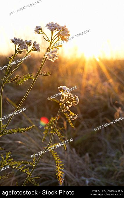 22 November 2023, Lower Saxony, Schöningen: Yarrow (Achillea) can be seen in the light of the rising sun. Photo: Michael Matthey/dpa