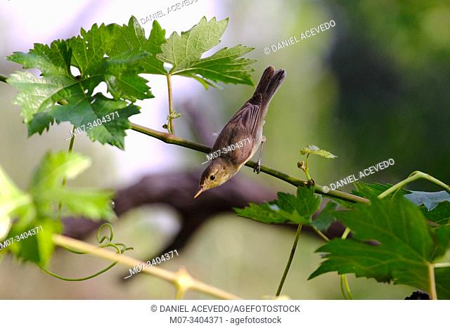 melodious warbler (Hippolais polyglotta) La Rioja, Spain