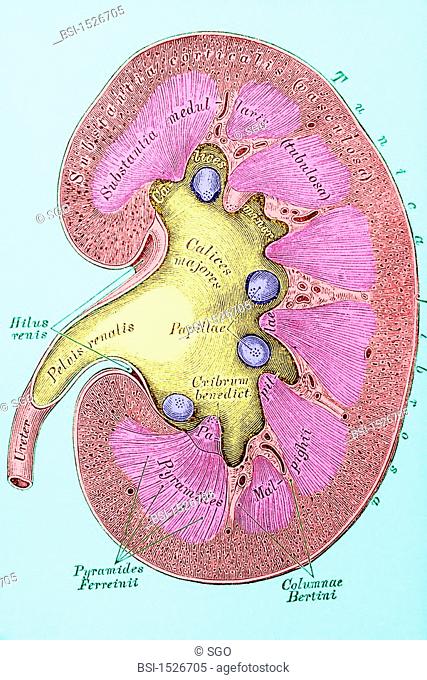 KIDNEY, DRAWING<BR>The kidney belongs to the urinary system. It is the organ that produces the urine. It has the shape of a bean and is around 12 cm long