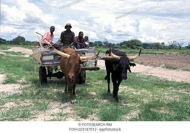 oxen, person, cart, ox, zambia, people