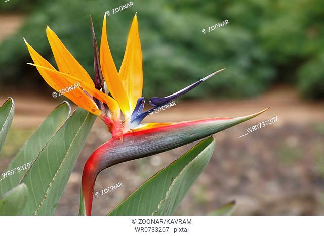 Exotic southern flower Strelitzia in park
